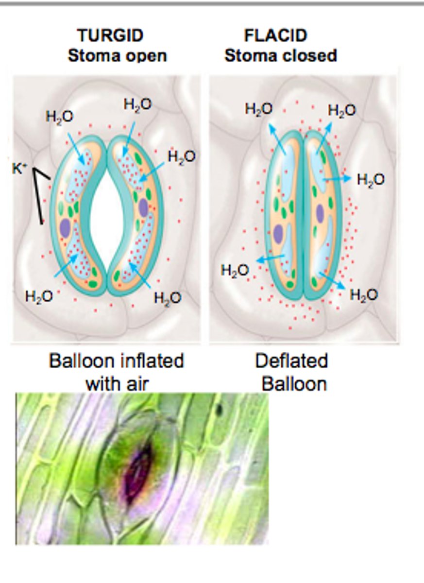 <p>guard cells</p>