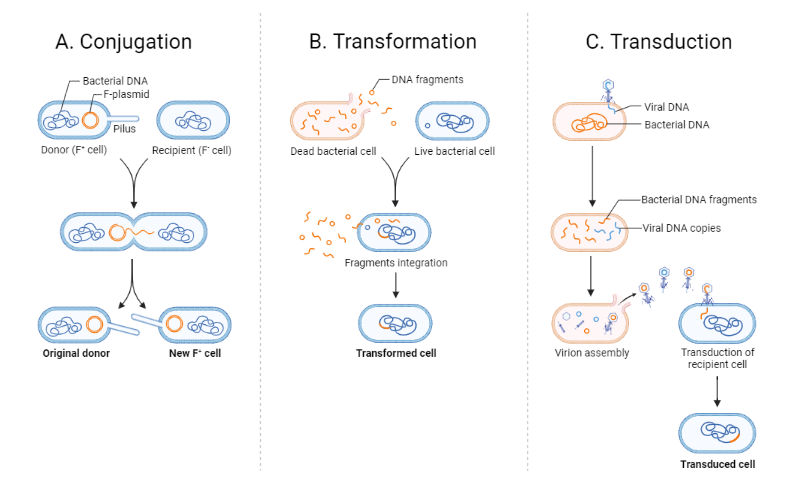 <p>The 3 methods of genetic recombination by horizontal gene transfer, in bacteria</p>