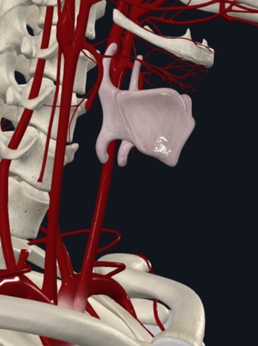 <p>What is the course of the common carotid artery?</p>