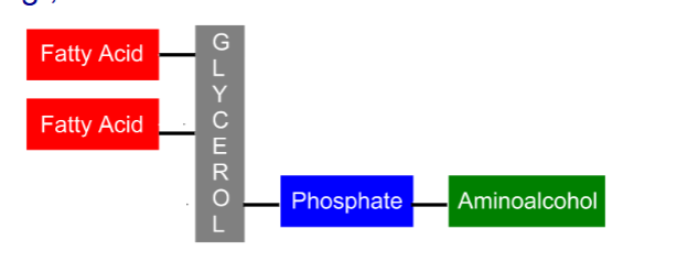 <p>what molecule is this</p>