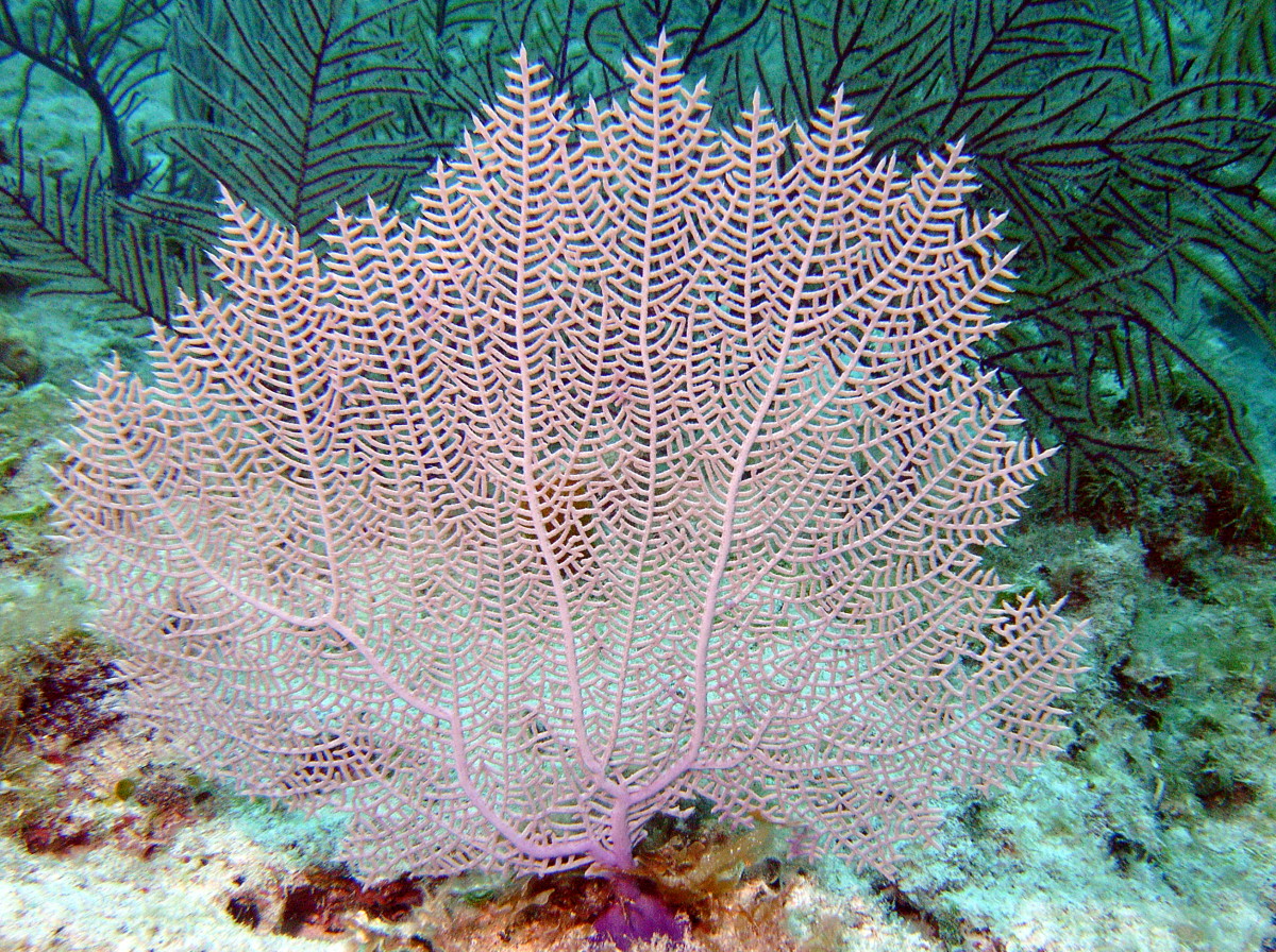 <p>Sea fan (<em>Gorgonia</em>)</p>