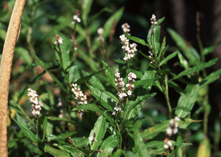 <ul><li><p>native, OBL</p></li><li><p>small herbaceous</p></li><li><p>stems have swollen nodes</p></li></ul>