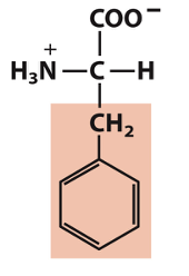 <p>Which amino acid is this?</p>