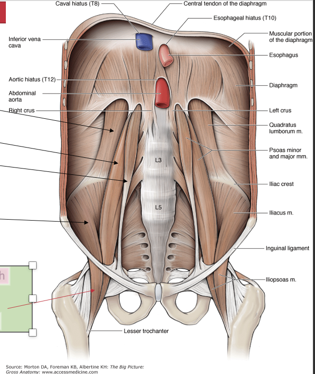 <p><span><span>•quadratus lumborum - stabilizes the spine and contributes to lateral flexion and extension</span></span></p><p><span><span>•psoas major</span></span></p><p><span><span>•psoas minor</span></span></p><p style="text-align: left;"><span><span>(only present in some individuals)</span></span></p><p style="text-align: left;"></p><p><span><span>•iliacus</span></span></p><p></p><p></p><p><span><span>Iliacus and psoas major both pass deep to the inguinal ligament and insert on the femur, they are </span><strong><span>hip flexors</span></strong></span></p>