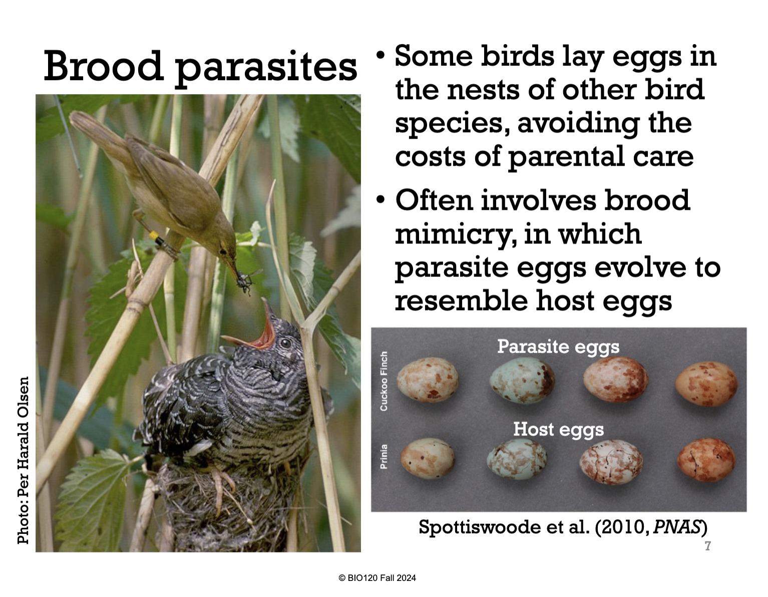 <p>Brood Parasites. </p><p>Brood parasitic birds are birds that lay their eggs in other birds species’ nests. This is to avoid the costs of parental care. </p><p>Sometimes the brood parasites are so successful that the host bird will breed and care for the offspring of the brood parasite. </p><p>*See image, where another bird species is feeding the offspring of the brood parasite.</p>