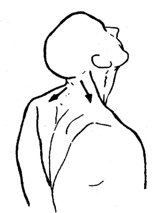 Trapezius

sagittal plane: 