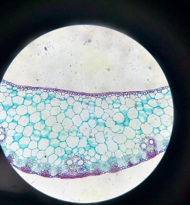 leaf