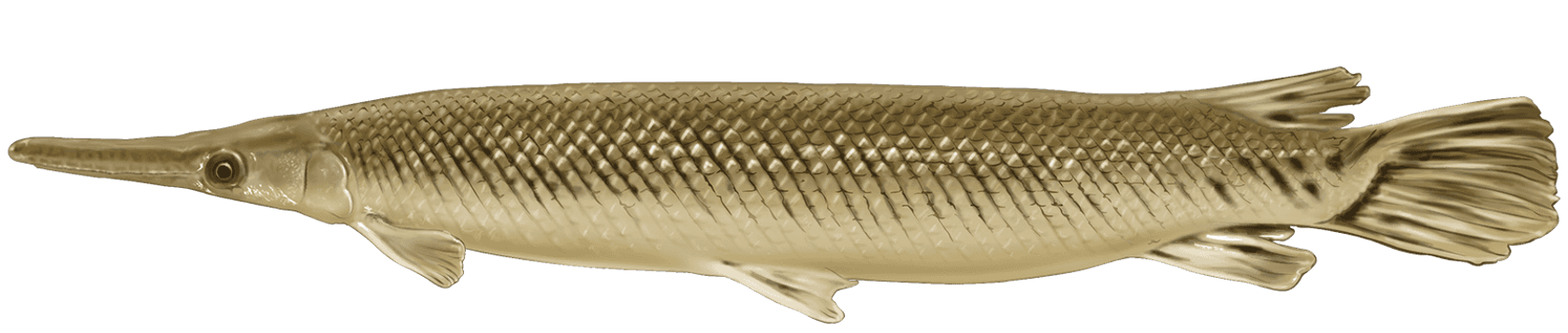 <p><span>Lepisosteidae;</span></p><p><span>Alligator Gar;</span></p><p><span><span>Atractosteus spatula</span></span></p>