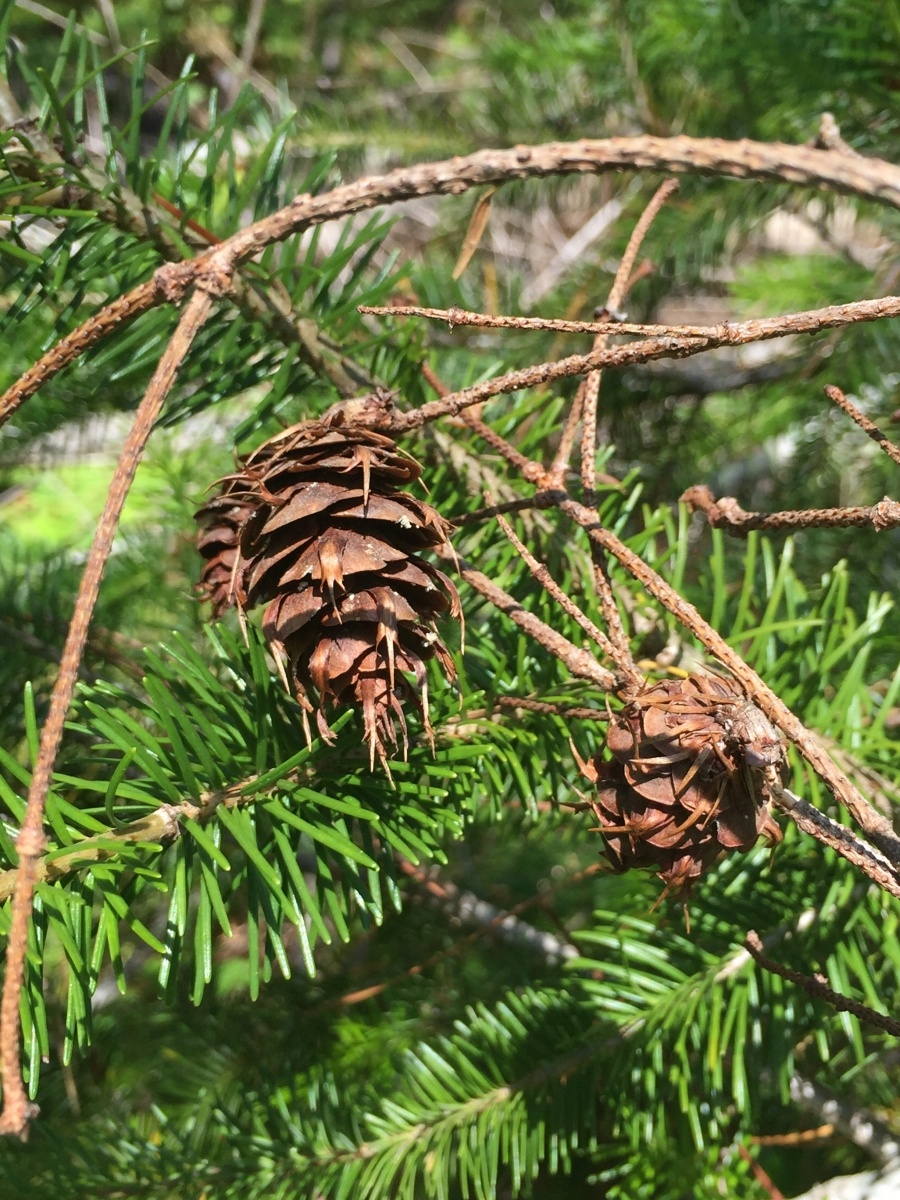 Douglas fir