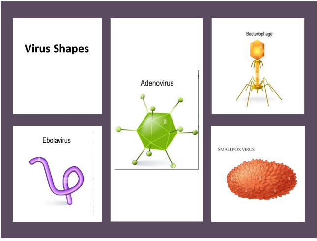 <p>Match the virus in the left column to its shape from the dropdown menu.</p>