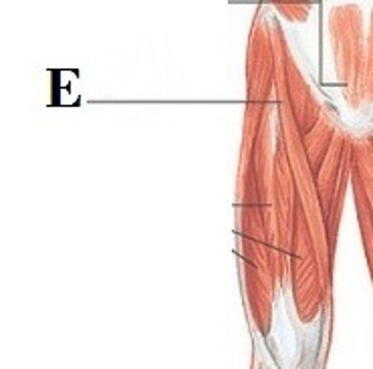 <p>DEFINITION</p><p>It is a long, thin, band-like muscle found in the anterior region of the thigh.</p>