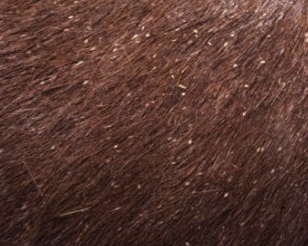 <p>Infection with lice is known as what? It is usually seasonal in the winter and autumn, is most common in cases of poor condition and management, and includes multiple species.</p>