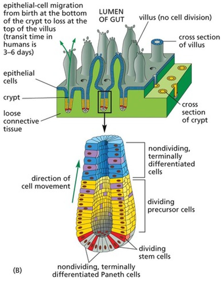 <p>Intestinal stem cells are located at the bottom of intestinal crypts within the connective tissue.</p>