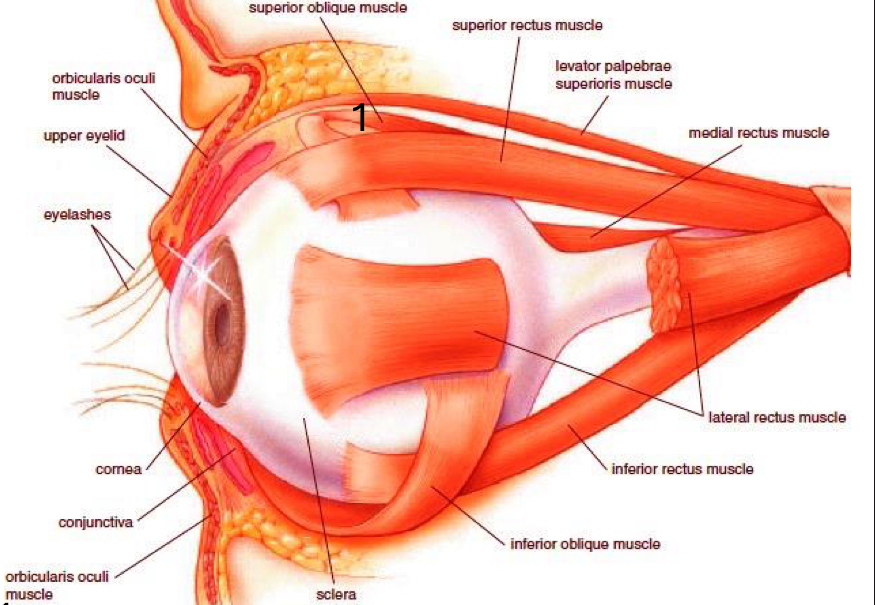 <p>Superior oblique m. – innervated by Trochlear n. (CN IV), Inferior oblique m. – innervated by Oculomotor n. (CN III)</p>