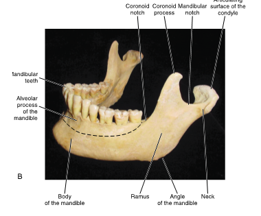 <ul><li><p>crown on top</p></li><li><p>anterior structure of mandible</p></li></ul><p></p>