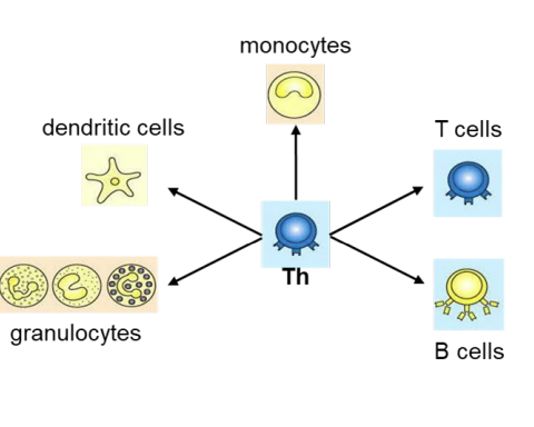 <ul><li><p>Helper T cells (Th cells) <em><u>coordinate </u></em>the <strong>adaptive </strong>immune response including <strong>activation </strong>of immune cells (T cells, B cells, granulocytes, monocytes→macrophages and can activate dendritic cells). and can recruit <strong><em>granulocytes, macrophages and dendritic cells to the site of infection </em></strong></p></li><li><p>Activation of immune cells is mediated by cytokines released by <strong>Th cells.</strong></p></li></ul><p></p>