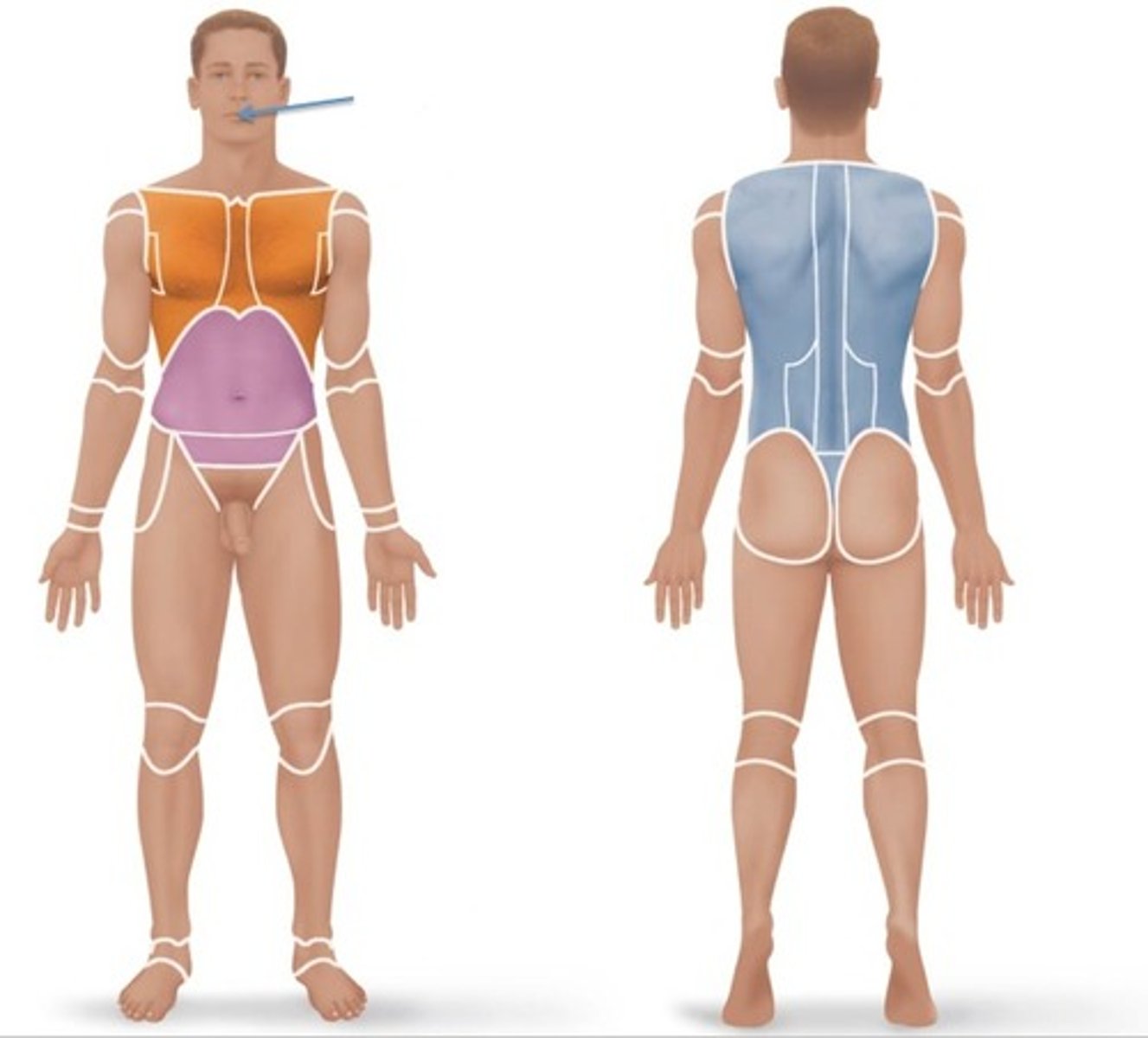 <p>Relating to the mouth.</p>