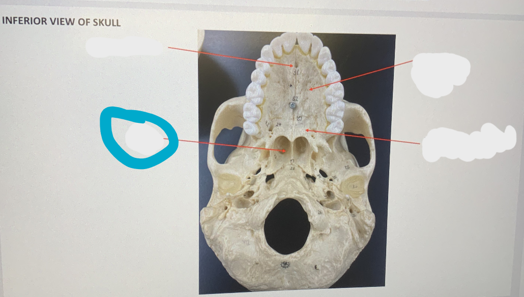 knowt flashcard image