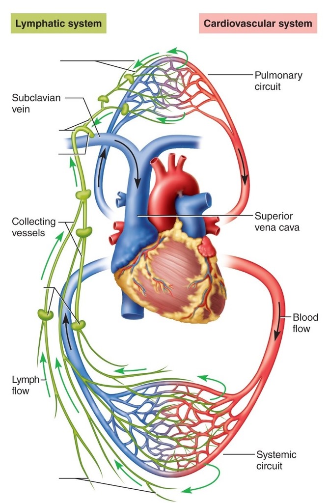 <p>Lymph vessels join together into larger and larger lymph ducts until it takes lymph fluid back to veins to become part of blood plasma again. </p>