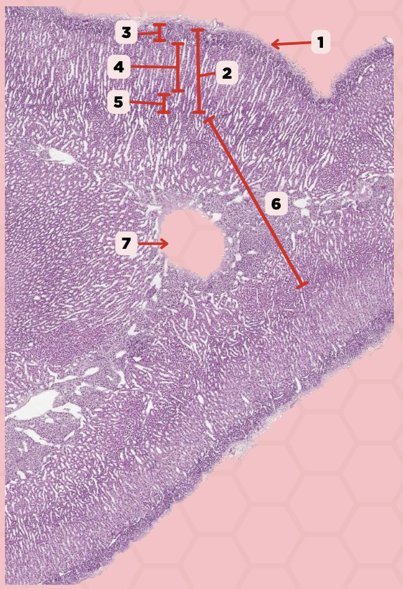 <p>What hormones are produced from the layer seen in pointer #5?</p>