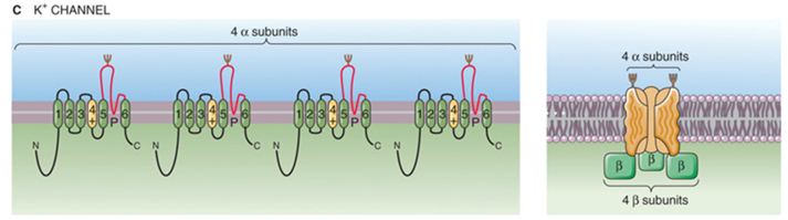 <ul><li><p>tetrameer</p></li><li><p>6 transmembranaire segmenten</p></li></ul><p></p>