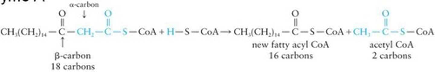 <p>Process of fatty acid degradation in mitochondria.</p>