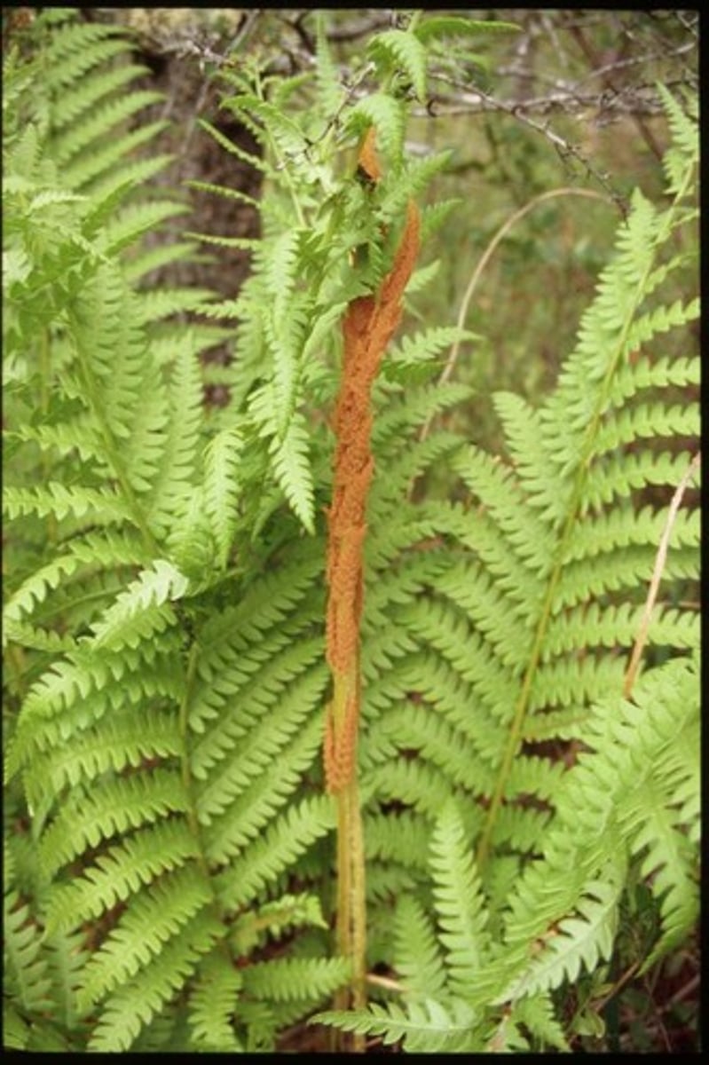 <p>Large fern with separate fertile fronds turning cinnamon-brown; Jamesburg.</p>
