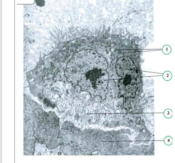 term image