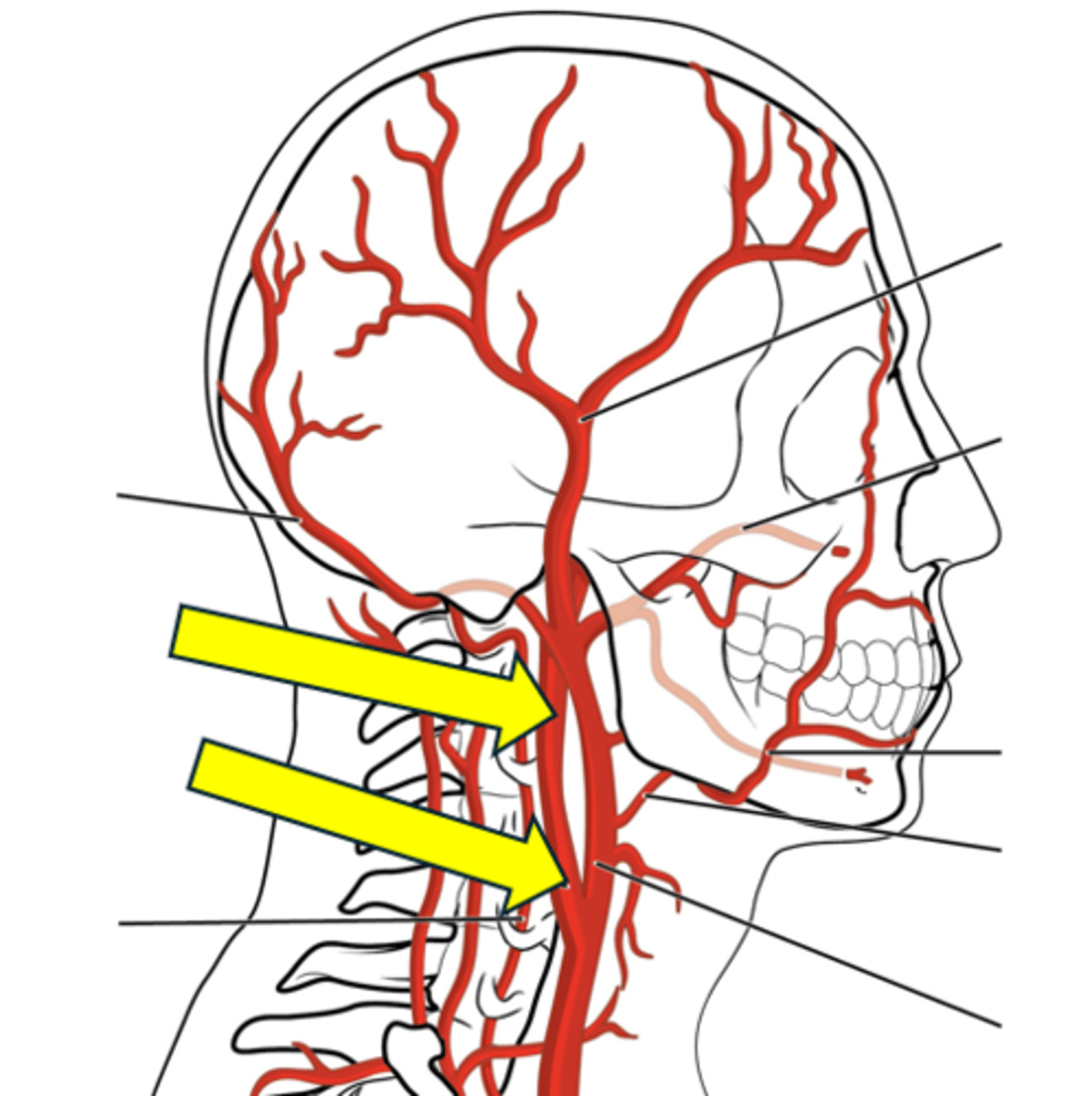 <p>Name the red vessel.</p>
