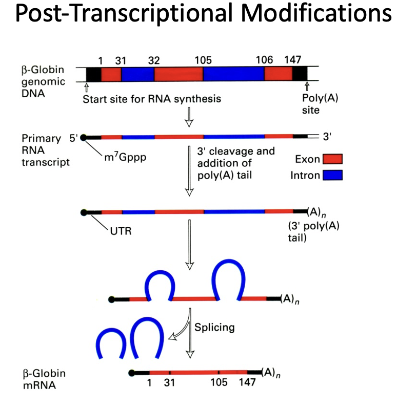 <p><span>In eukaryotes, mRNA must be modified before it is ready for transport to the cytoplasm for translation into proteins</span></p><ol><li><p><span>The 5’ end of the RNA becomes capped (a methylated guanine residue is added to the end of the RNA transcript)</span></p></li><li><p><span>The 3’ end is modified by the addition of about 200 adenines by the poly-A polymerase</span></p></li><li><p><span>The RNA must undergo splicing to remove the introns</span></p></li></ol><p></p>