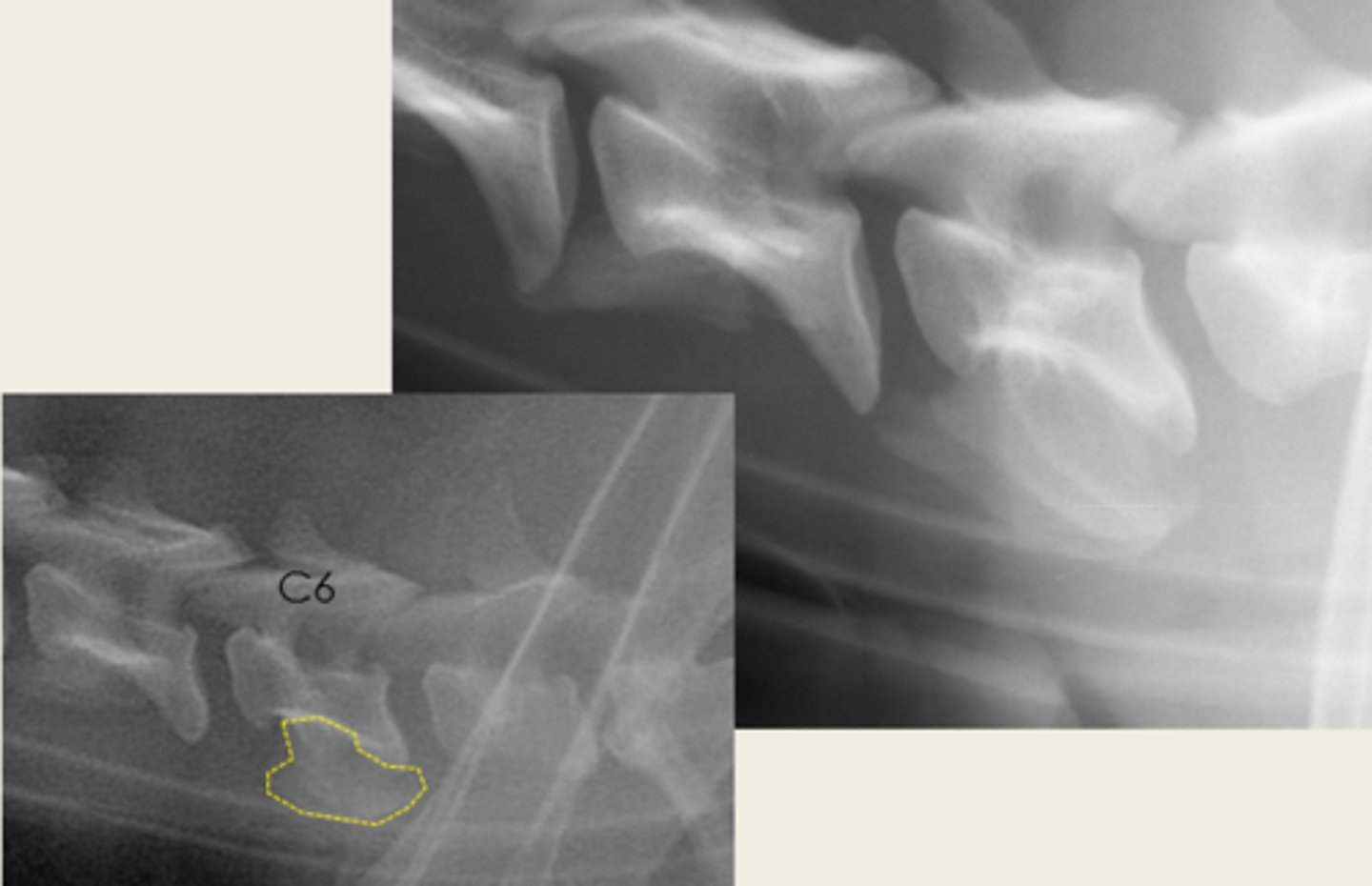 <p>Large, ventral transverse process</p>