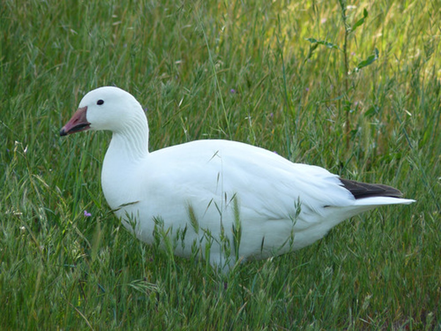 <p>гуска</p>