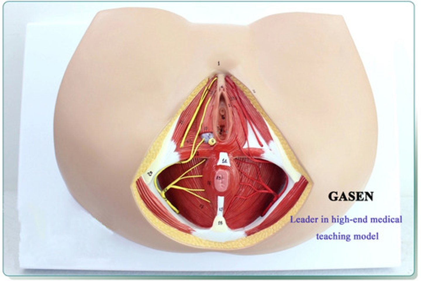 <p>diamond shaped area</p>