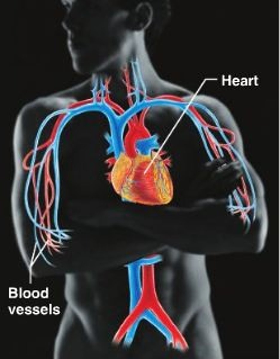 <p>Supplies the body with blood, nutrients, and O2 through a systems of vessels; works with many systems.</p>