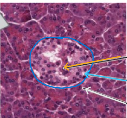 <p>what is the cyan arrow pointing to? <strong><em>remember: these cells go after because they’re not alphas</em></strong></p>