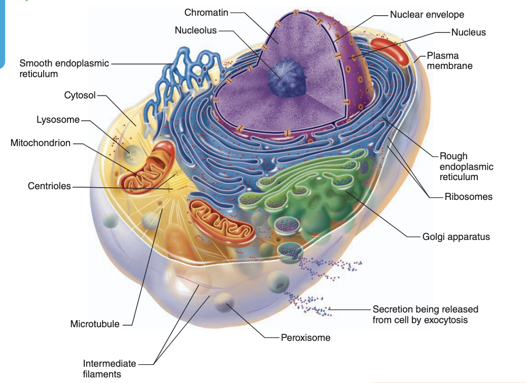 <p>-nucleus</p><p>-mitochondria</p><p>-ribosomal endoplasmic reticulum (RER)</p><p>-smooth endoplasmic reticulum (SER)</p><p>-golgi</p><p>-lysosome</p>