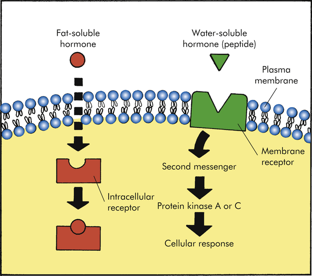 <p>Some proteins on the cell membrane are complementary to specific hormones from the blood, which initiates cellular changes and gene activity.</p>