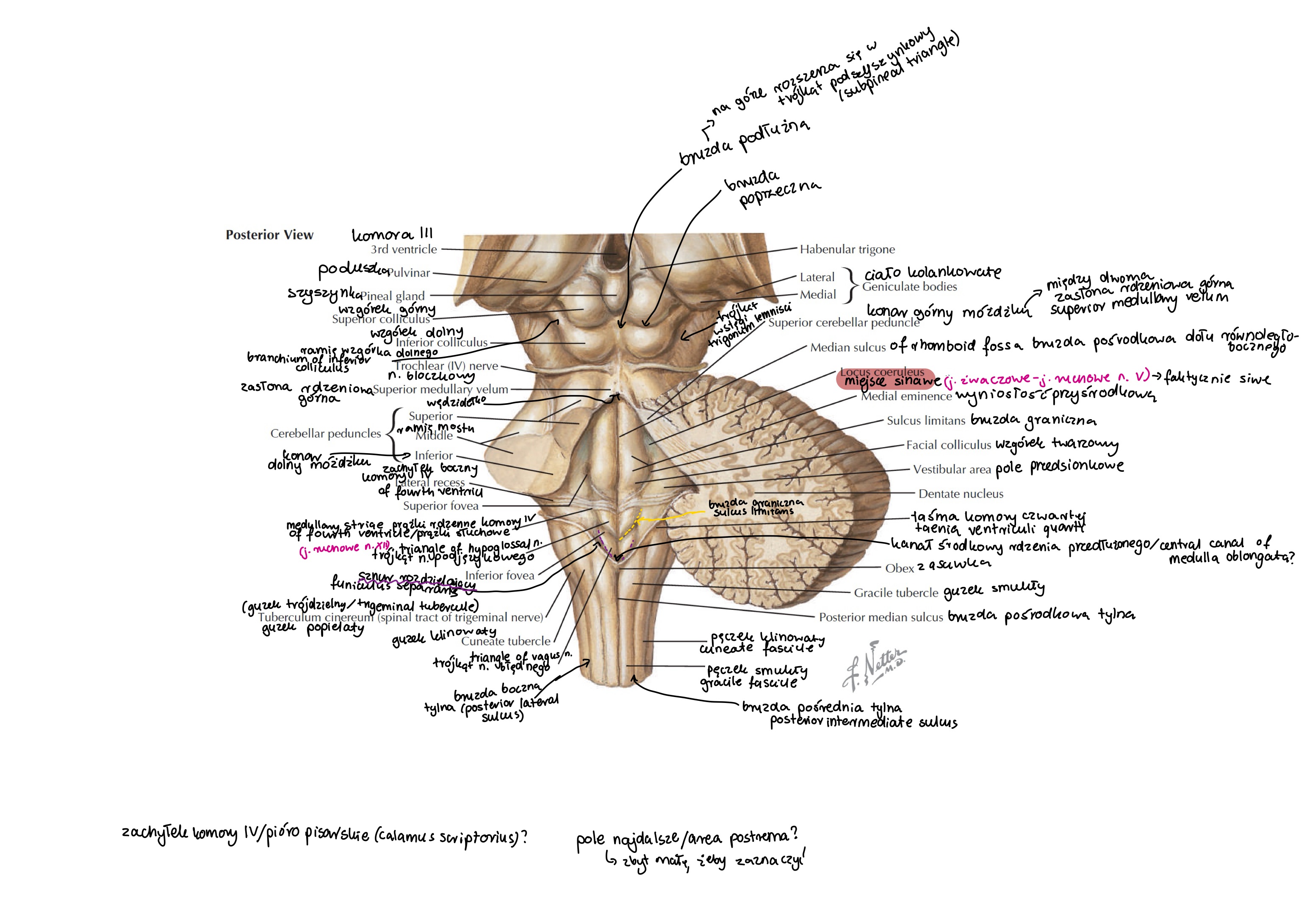 <p>konar dolny móżdżku (inferior cerebellar peduncle)</p>