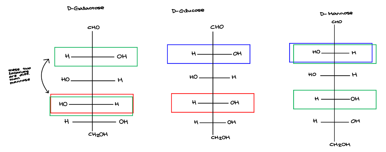 <ul><li><p>Monosaccharides that differ by the stereochemistry about <strong>one</strong> carbon atom are called <strong>epimers</strong>&nbsp;</p><ul><li><p>diff. (H and (-OH) localizations/arrangements&nbsp;</p></li></ul></li><li><p>Why are Galactose and Mannose not epimers? b/c there’s more than one rearrangement&nbsp;</p></li></ul><p></p>