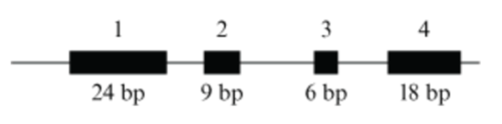 <p>1 amino acid consists of 3 residues. The isoforms NEED TO HAVE <strong>EXON 1</strong> AND <strong>EXON 4. </strong>therefore the isoform 1 will have: exon 1, 2, 4, and isoform 2 will have exon 1, 3, 4. When you add the base pairs up and divide by 3. you will get either 16 or 17.</p><p></p>