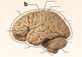 <p>Identify the structure labeled <strong>“b”</strong> in the image.</p>