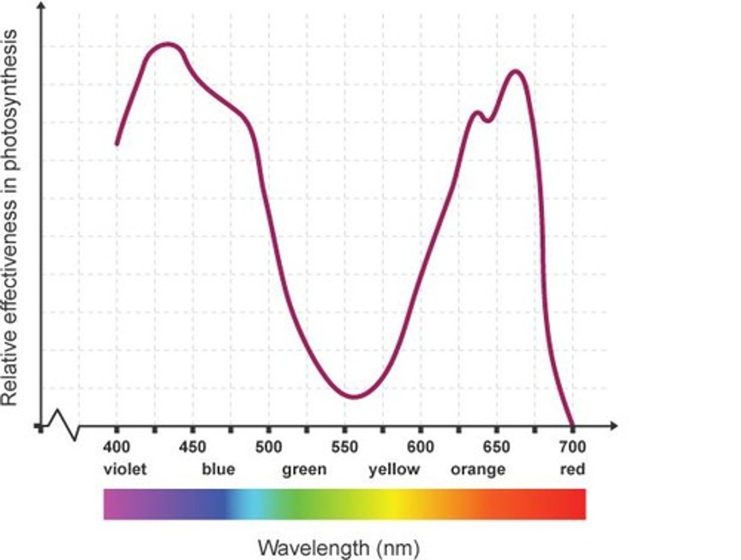 <p>Effectiveness of light wavelengths for photosynthesis.</p>