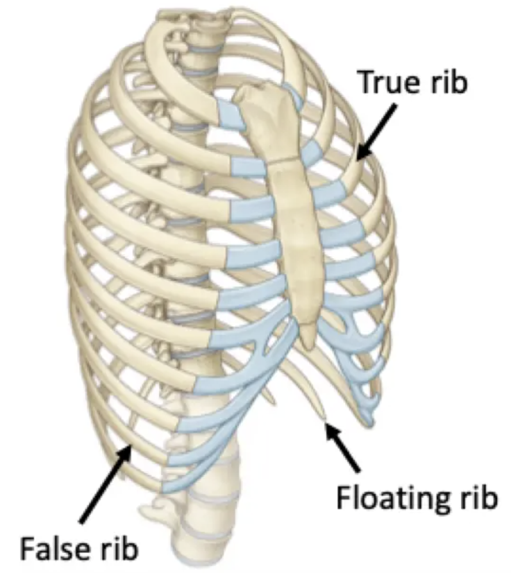 <ul><li><p><strong>True ribs 1-7</strong>: articulate directly with the sternum via costal cartilage</p></li><li><p><strong>False ribs 8-10</strong>: articulate indirectly via fused costal cartilage</p></li><li><p><strong>Floating ribs 11 &amp; 12</strong>: no anterior articulation. Don&apos;t wrap all the way around</p></li></ul>