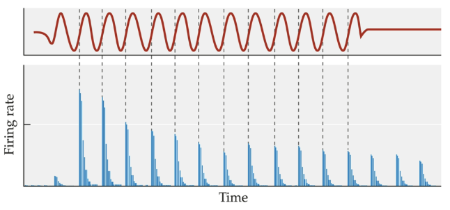 <p><span style="background-color: transparent; font-family: &quot;Times New Roman&quot;, serif;">Auditory nerve fibre fires at <strong>1 distinct point (phase) in cycle </strong>of sound wave</span></p><ul><li><p><span style="background-color: transparent; font-family: &quot;Times New Roman&quot;, serif;">Provides <strong>temporal code</strong> for sound wave frequency</span></p></li><li><p><span style="background-color: transparent; font-family: &quot;Times New Roman&quot;, serif;">The histogram (blue, bottom) shows neural spikes for an auditory nerve fiber in response to the same low-frequency sine wave (red line, top) being played many times.&nbsp;</span></p><ul><li><p><span style="background-color: transparent; font-family: &quot;Times New Roman&quot;, serif;">Note that the neuron is most likely to fire at one particular phase of each cycle of the sine wave</span></p></li></ul></li></ul><p></p>