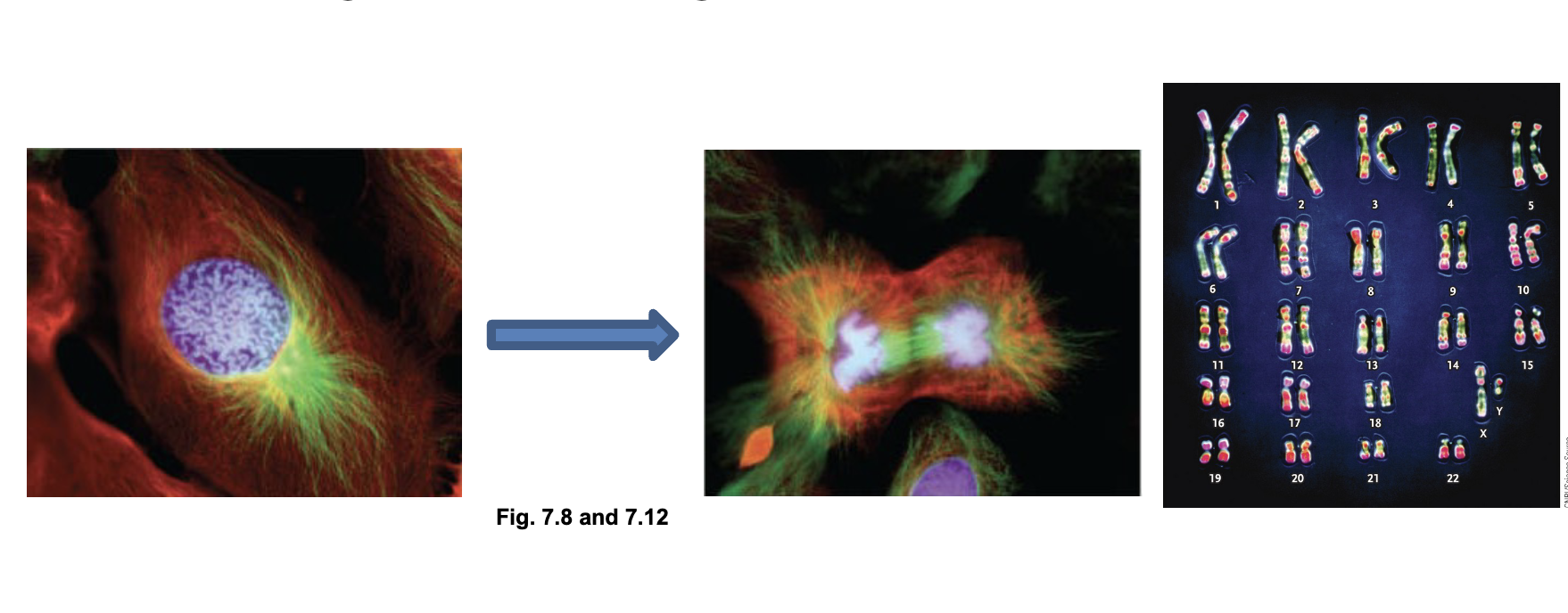 <p>Chromosome organization:</p><ol><li><p>Chromosomes are the FULLY COMPACTED from of DNA&nbsp;</p></li><li><p>Chromosomes structure PROTECTS DNA from DAMAGE </p></li><li><p>Chromosomes can be SEPARATED easily and transmitted to each DAUGHTER CELL during CELL DIVISION  </p></li></ol><p></p>