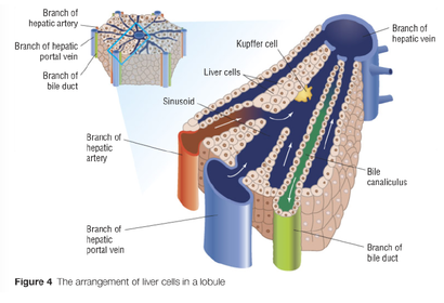 <ul><li><p>Hepatic artery, portal vein and bile duct are known as interlobular vessels </p></li></ul><p></p><ul><li><p>Interlobular vessels are found on the outside of the lobules</p></li></ul><p></p><ul><li><p>A branch of hepatic veins known as the intra-lobular vessel is found at the centre of each lobule</p></li></ul>