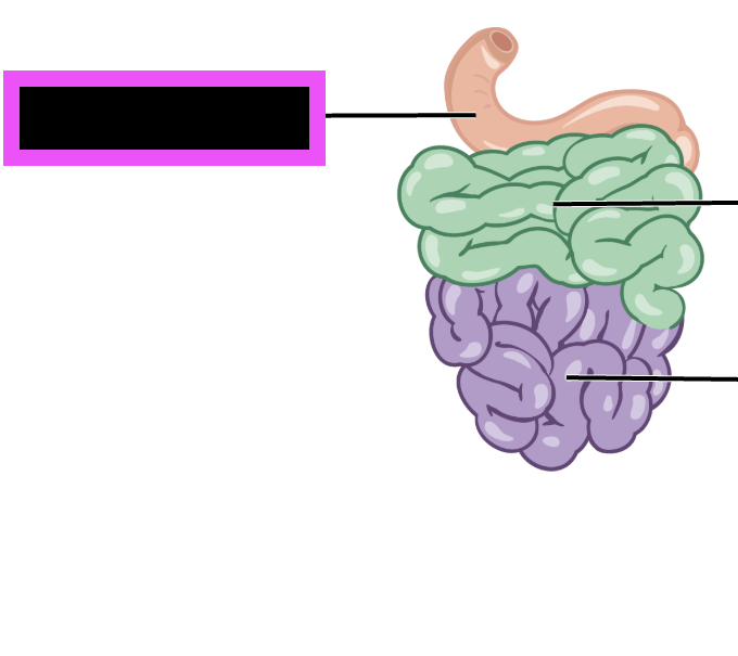 <p>(part of small intestine)</p>