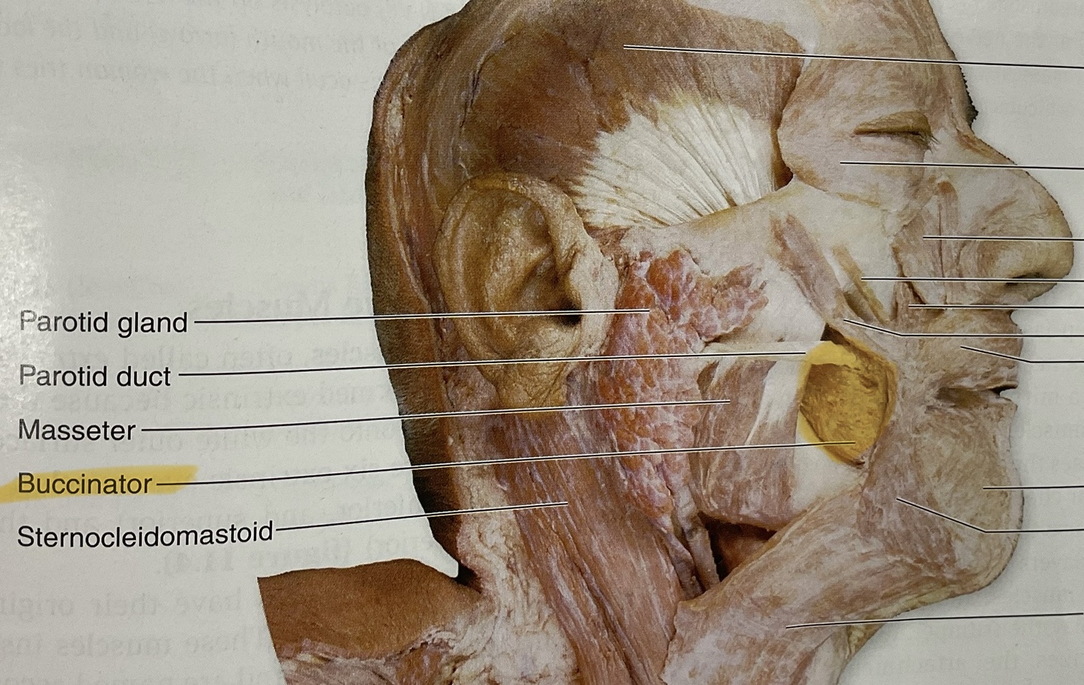 <p>Action: compress cheeks, assist in mastication(keep food between teeth)</p>