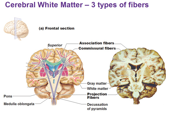 <p>What do the ‘Fibers” of the cerebral white matter do?</p>