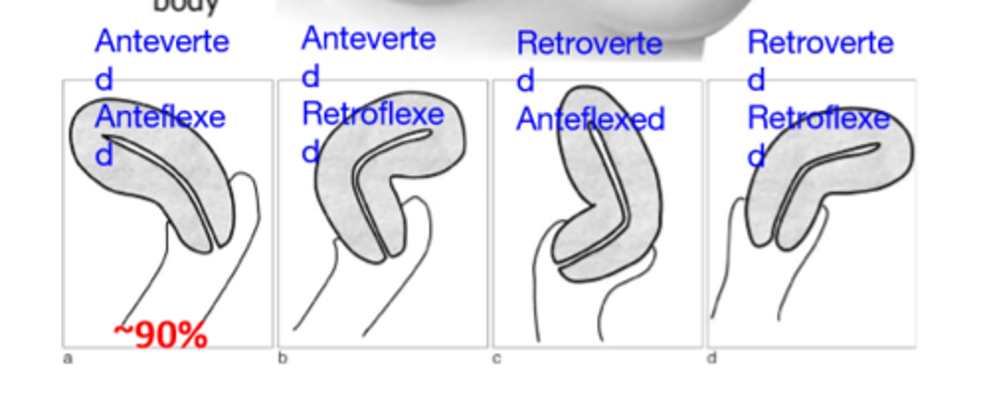 <p>Uterine positions include:<br>-anteverted and anteflexed (most common, ~90%)<br>-retroverted and anteflexed<br>-anteverted and retroflexed<br>-retroverted and retroflexed.</p>